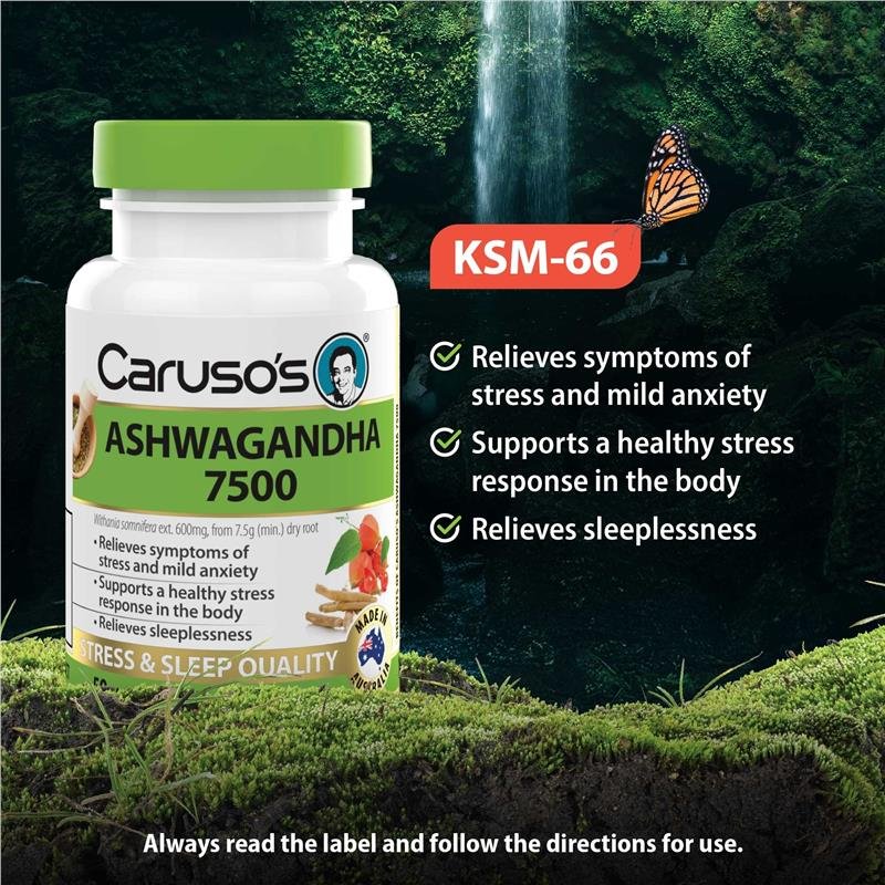 Caruso's 南非醉茄 50片